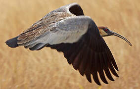 Buff-necked Ibis