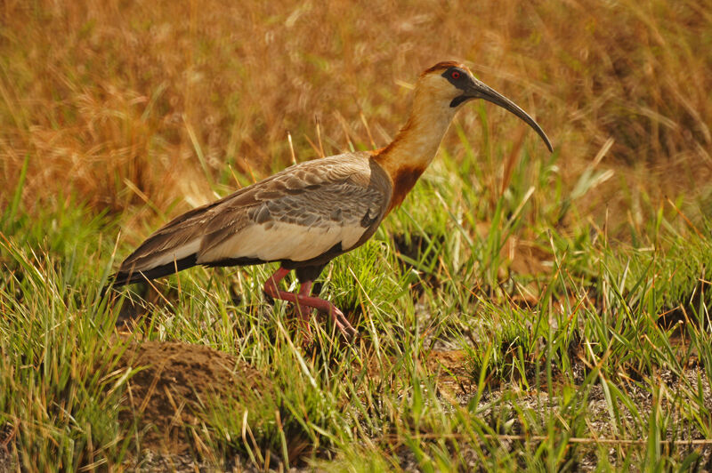 Buff-necked Ibis