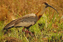 Buff-necked Ibis