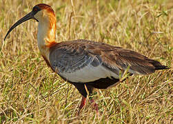 Buff-necked Ibis