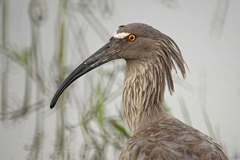 Ibis plombé