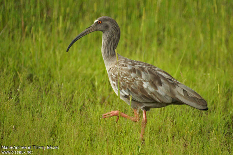 Ibis plombéadulte, identification