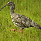 Ibis plombé