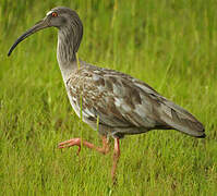 Ibis plombé