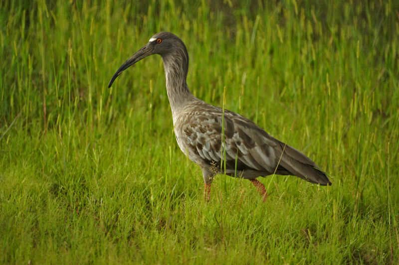 Plumbeous Ibis