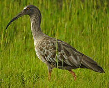 Plumbeous Ibis