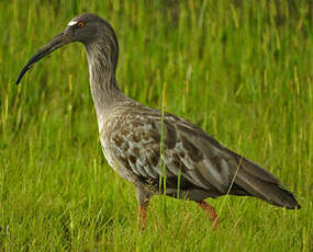 Ibis plombé