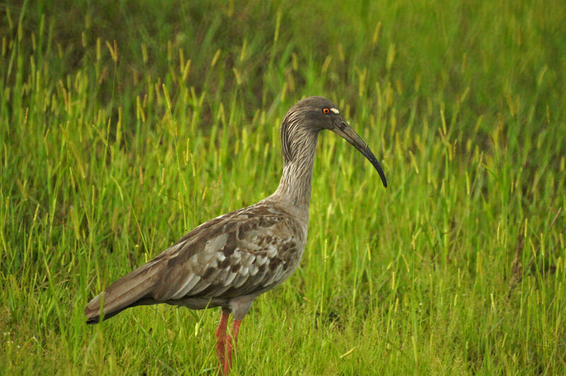 Plumbeous Ibis