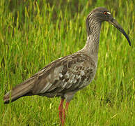 Plumbeous Ibis