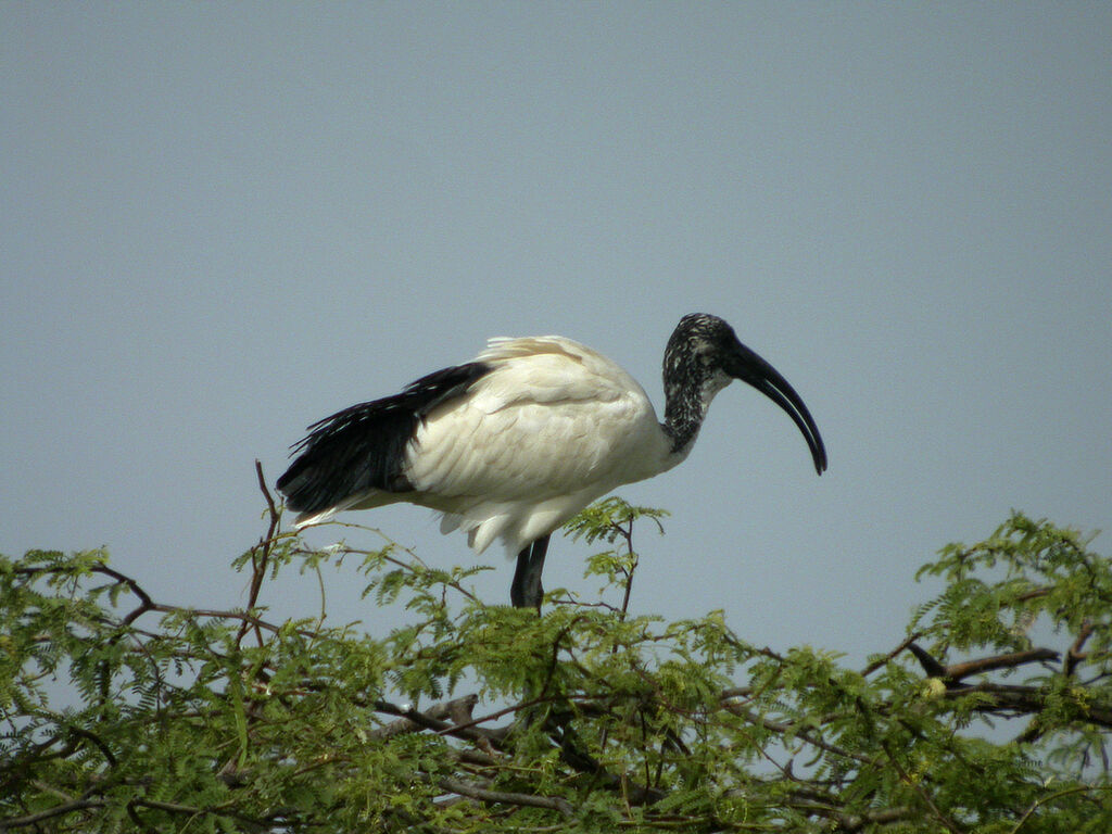 African Sacred Ibis