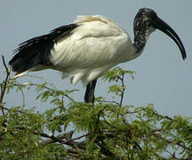 African Sacred Ibis