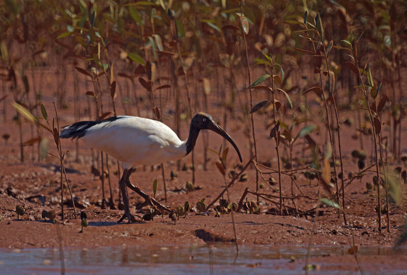 African Sacred Ibis