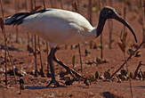 Ibis sacré