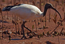 African Sacred Ibis