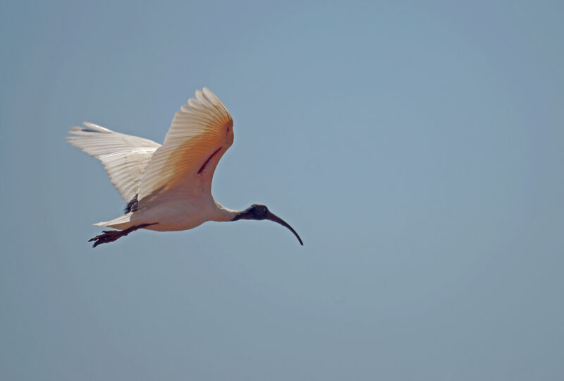 African Sacred Ibis