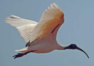 Ibis sacré