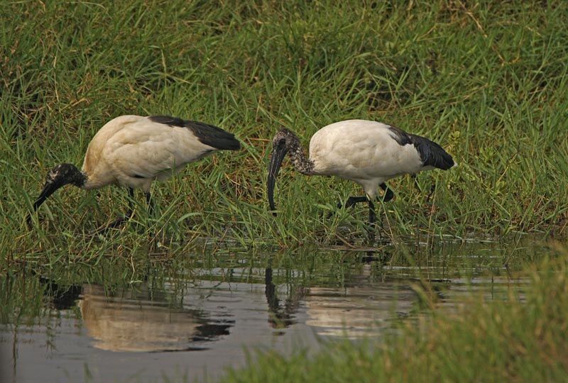 African Sacred Ibis