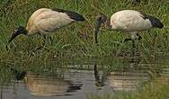 Ibis sacré