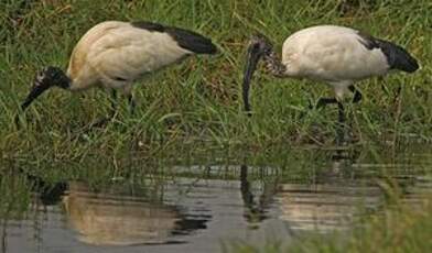 Ibis sacré