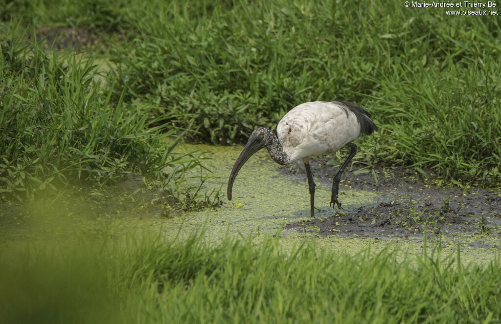 African Sacred Ibis