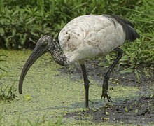 African Sacred Ibis