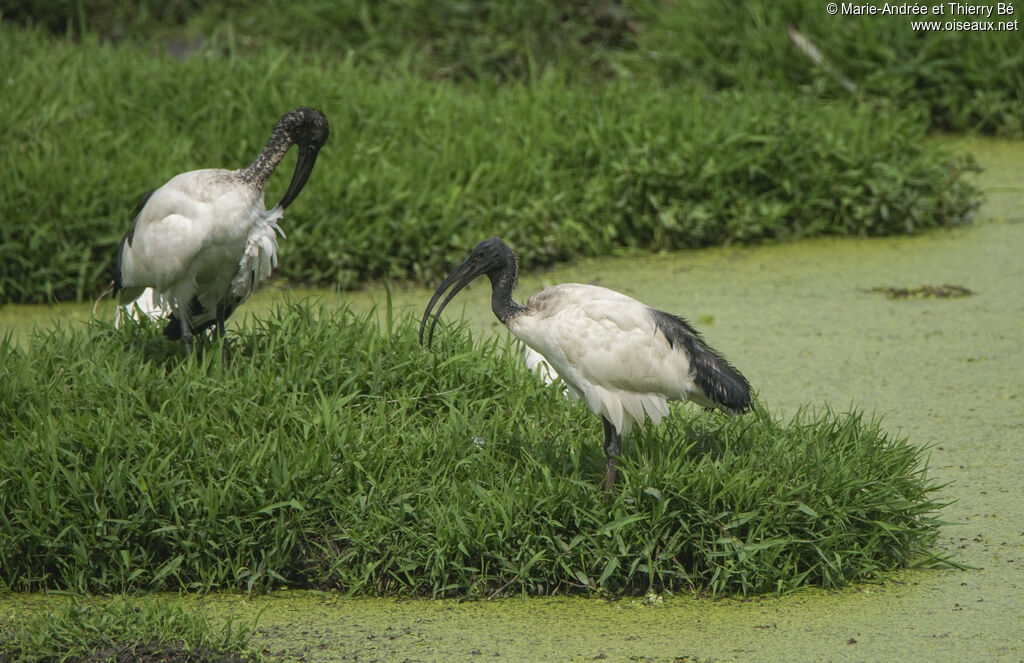 African Sacred Ibis