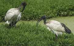 Ibis sacré