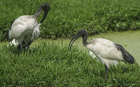 African Sacred Ibis