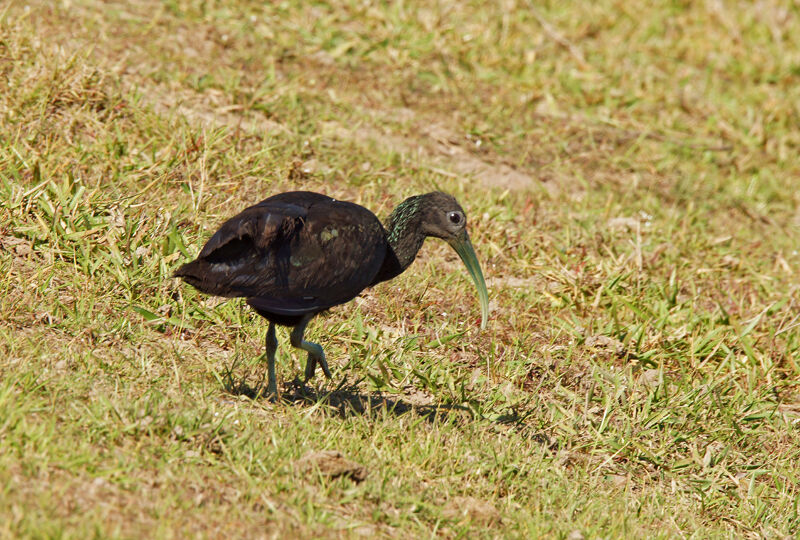 Green Ibis