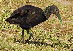 Green Ibis