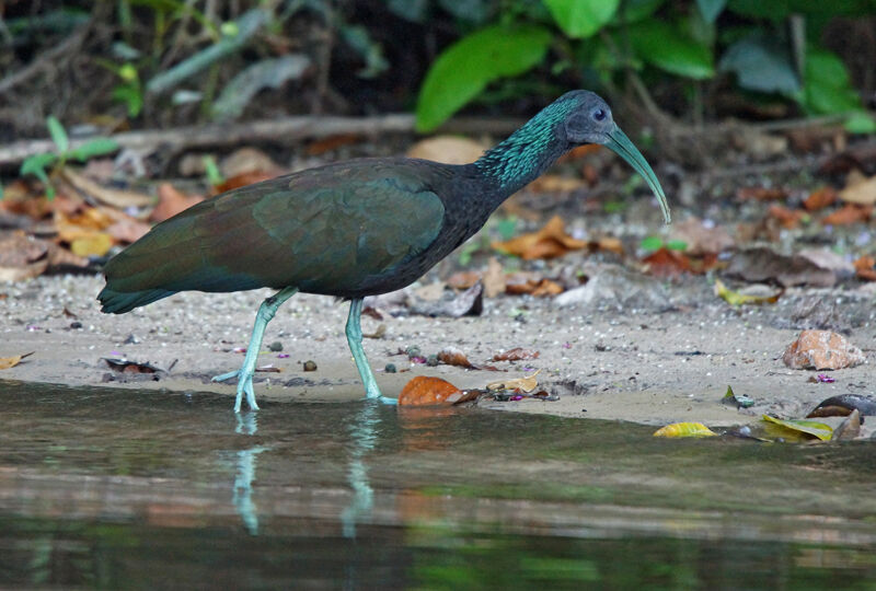 Green Ibis