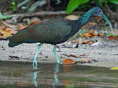 Green Ibis