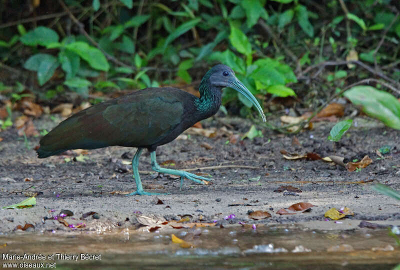 Ibis vertadulte, identification