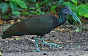 Green Ibis