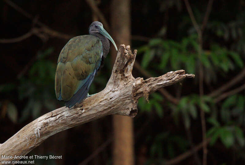 Ibis vertadulte