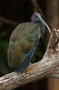 Green Ibis