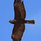 Aigle de Wahlberg