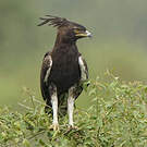Aigle huppard