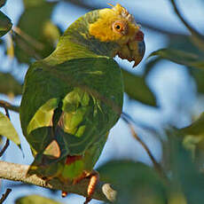 Amazone à face jaune