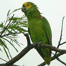 Amazone à front bleu