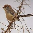 Apalis à front roux