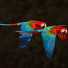 Ara chloroptère