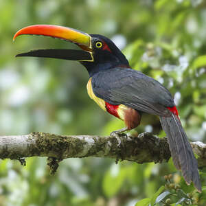 Araçari de Frantzius