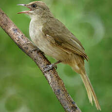 Bulbul de Conrad