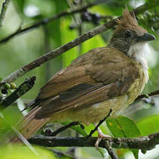 Bulbul flavéole