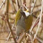 Camaroptère à dos gris