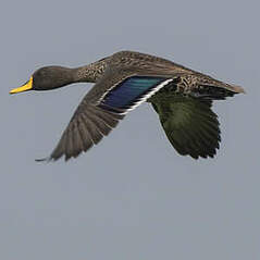 Canard à bec jaune