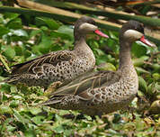 Canard à bec rouge