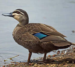 Canard à sourcils