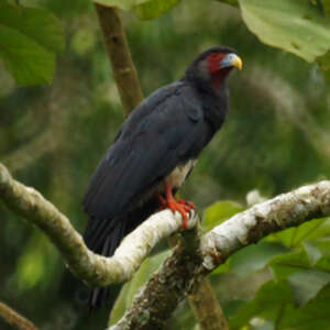 Caracara à gorge rouge